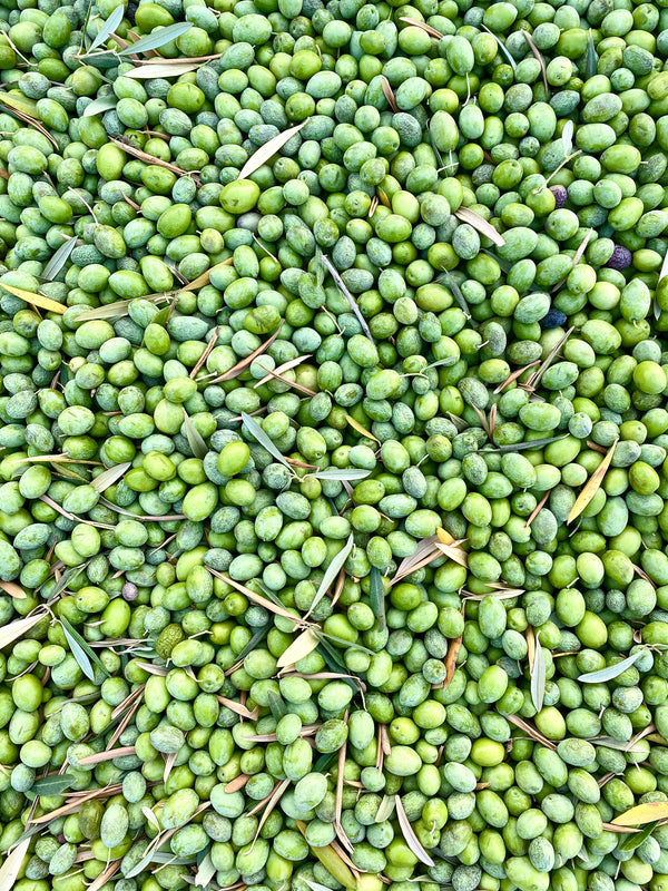 olives for olive oil